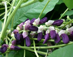 Mucuna Pruriens (Kaunch Beej) Mucuna Pruriens, Kaunch Beej