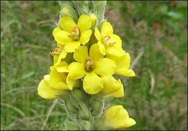 Mullein Flowers (Verbascum Thapsus) Mullein Flowers, Verbascum Thapsus