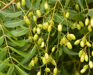 Azadirachta indica, Neem