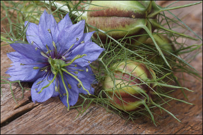 Black Cumin images - Nigella sativa images