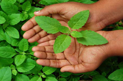 Tulsi (Ocimum Sanctum) Tulsi plant leaves Images, Ocimum Sanctum