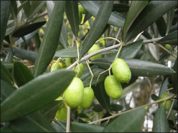Olive Leaf (Olea europaea) Olive Leaf, Olea europaea