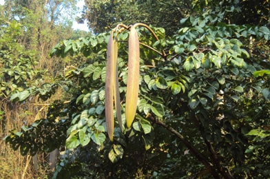 Shyonak, Sona Patha, Oroxylum Indicum