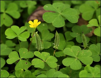 Indian Sorrel (Oxalis corniculata) Indian Sorrel, Oxalis corniculata