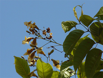 Patala plant Images - Stereospermum Suaveolens plant images