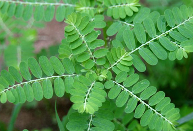 Bhumi Amla - Phyllanthus niruri