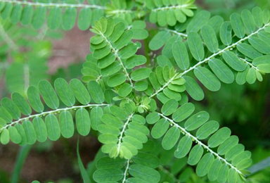 Bhumi Amla - Phyllanthus niruri