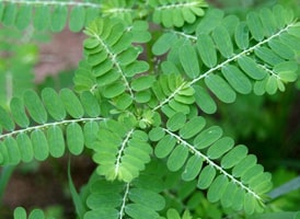 Phyllanthus niruri (Bhumi Amla)