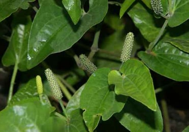 Pippali, Long pepper, Piper longum