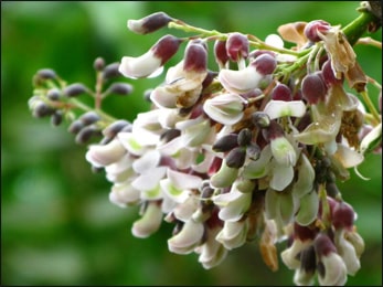 Jamaican Dogwood, Piscidia piscipula Jamaican Dogwood, Piscidia piscipula