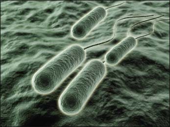 Pseudomonas aeruginosa