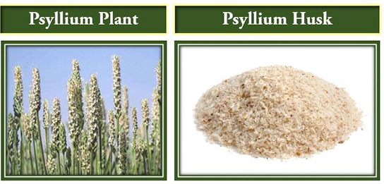 Psyllium husk