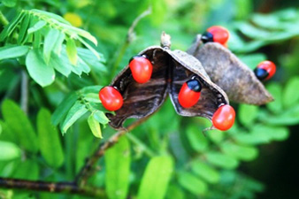 Rosary pea, Abrus Precatorius