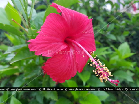 What Are The Health Benefits Of Salmalia Malabarica Silk Cotton Tree What Are The Health Benefits Of Salmalia Malabarica Silk Cotton Tree
