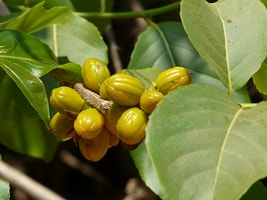 Saptarangi Saptarangi