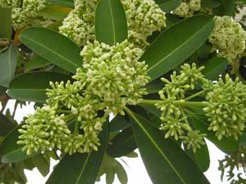 Saptaparna, White cheesewood (Alstonia scholaris) - Properties, Benefits & Dosage