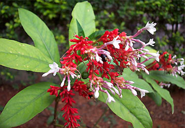 Sarpagandha Rauwolfia serpentina