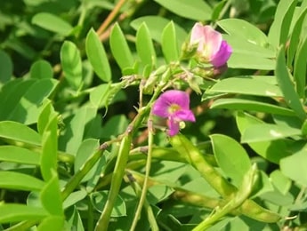 Sharpunkha Plant, Tephrosia purpurea