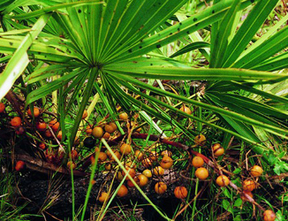 Saw Palmetto Saw Palmetto
