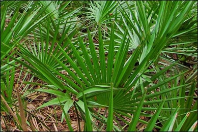 Serenoa serrulata, Saw palmetto