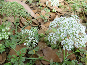 Ajwain Junglee, Seseli indicum