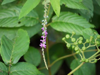 Shalparni, Desmodium gangeticum