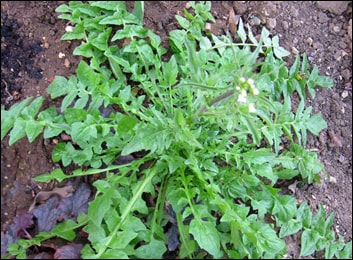 Shepherd's Purse (Capsella bursa-pastoris) Shepherds Purse (Capsella bursa-pastoris)