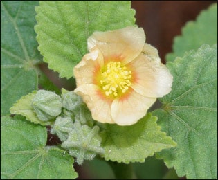 Sida Cordifolia, Bala