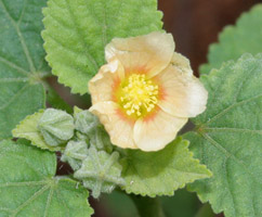 Sida cordifolia