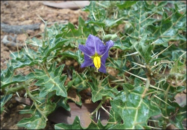 Kantkari, Solanum virginianum