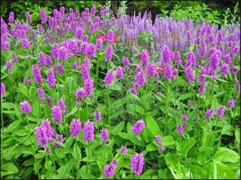 Wood Betony (Stachys officinalis) Wood Betony, Stachys officinalis