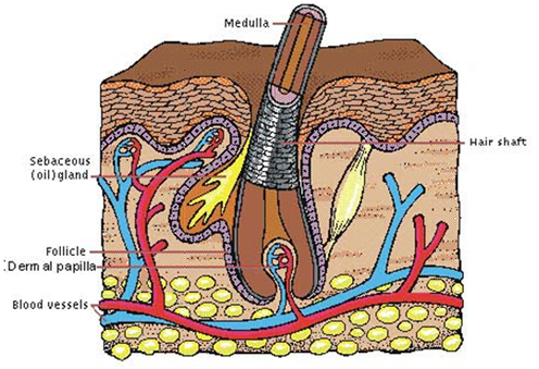 Structure of the Hair Root Structure of the Hair Root