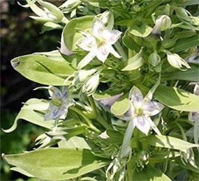 Chirayata / Swertia Chirata