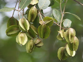 Terminalia arjuna