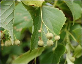 Small Leaved Lime (Tilia europaea) Small Leaved Lime, Tilia europaea