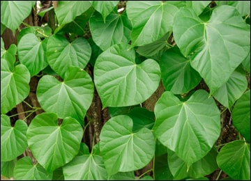 Giloy plant images, Guduchi images, Tinospora Cordifolia