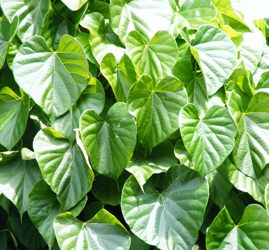 Tinospora cordifolia Tinospora cordifolia