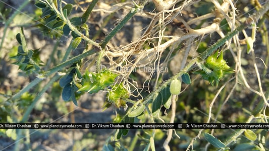 Gokshura (Tribulus terrestris) Gokshura, Tribulus terrestris