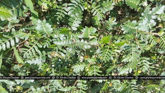 Gokshura Plant Images - Tribulus terrestris plant Images Gokshura, Tribulus terrestris