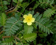 Tribulus Terrestris, Gokshura Tribulus Terrestris Plant Images