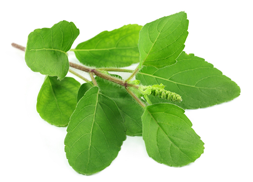 Tulsi Tulsi for stress