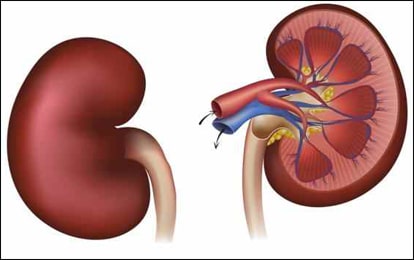 kidney disease