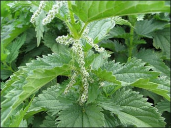 Nettle Leaves, Urtica dioica