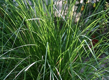 Ushira, Vetiver, Vetiveria Zizanioides