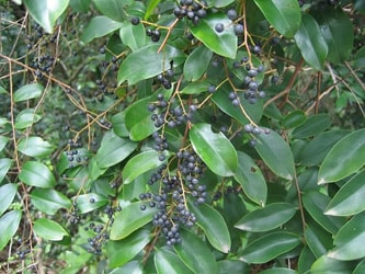 Vidanga / Embelia ribes