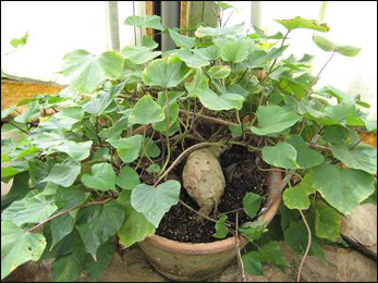 Vidarikanda (Pueraria tuberosa) Vidarikand powder, Pueraria tuberosa