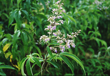 vitex Negundo