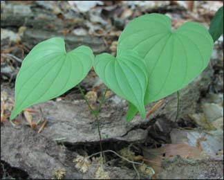 Wild Yam (Dioscorea villosa) Wild Yam, Dioscorea villosa