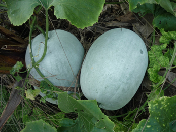 Kushmanda, Winter Melon, Benincasa Hispida