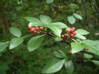 Tejohva, Zanthoxylum alatum